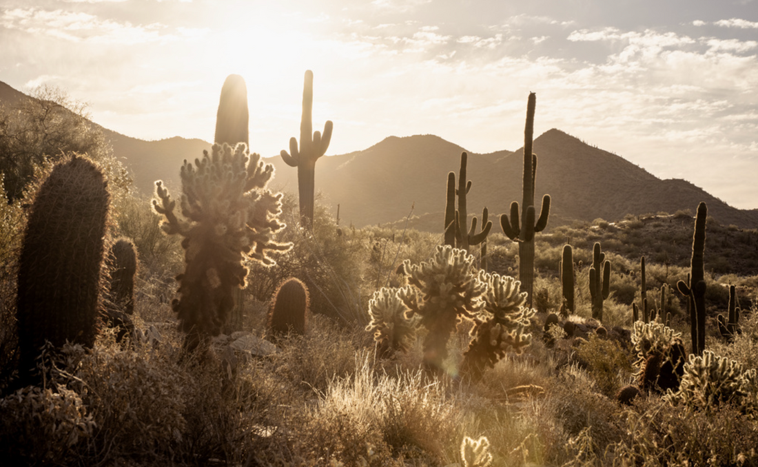 Cactus Wallpaper: The Ultimate Choice for a Bohemian Home Makeover