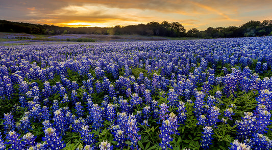 *CLEARANCE*  Beautiful Bluebonnets field at sunset near Austin, Texas Wall Mural