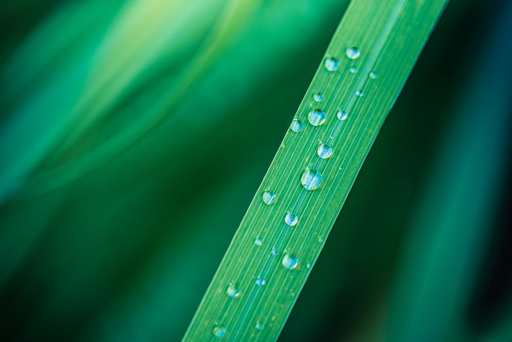 Closeup Green Leaf With Drops Of Water Drops Of Dew In Morning Glow In