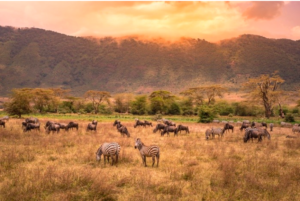 Wilde Tiere bei Sonnenuntergang